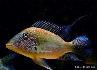 紅寶石魚飼養(yǎng)指南紅寶石魚飼養(yǎng)指南紅寶石魚飼養(yǎng)指南：紅寶石魚的飼養(yǎng)指南 魚缸百科 第2張