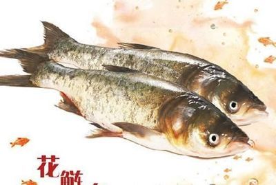 花鰱魚在魚缸怎么養(yǎng)殖花鰱魚的具體信息您可以嘗試：“花鰱魚在魚缸怎么養(yǎng)殖”花鰱魚養(yǎng)殖技術(shù) 魚缸百科 第1張