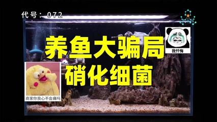 魚缸觀察力和表達能力的培養(yǎng)：觀察力和表達能力的培養(yǎng) 魚缸百科 第3張