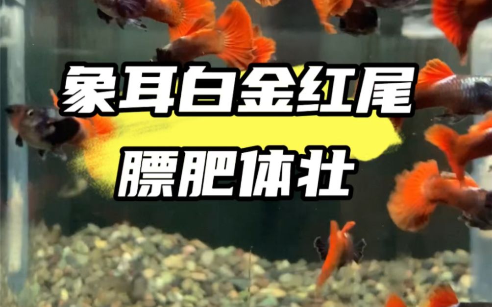 魚缸觀察力和表達能力的培養(yǎng)：觀察力和表達能力的培養(yǎng) 魚缸百科 第1張