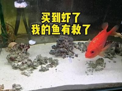 魚缸觀察力和表達能力的培養(yǎng)：觀察力和表達能力的培養(yǎng) 魚缸百科 第4張