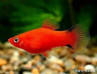 紅箭魚混養(yǎng)最合適的魚缸指南紅箭魚混養(yǎng)的魚缸指南：如何選擇一個適合紅箭魚混養(yǎng)的魚缸？ 魚缸百科 第1張