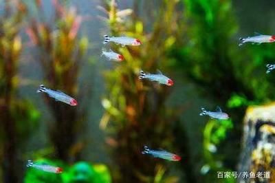 紅箭魚混養(yǎng)最合適的魚缸指南紅箭魚混養(yǎng)的魚缸指南：如何選擇一個適合紅箭魚混養(yǎng)的魚缸？ 魚缸百科 第2張