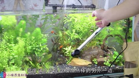 魚缸加熱棒的使用與保養(yǎng)：使用魚缸加熱棒時需要注意以下幾個方面應(yīng)該注意以下幾個方面 魚缸百科 第4張