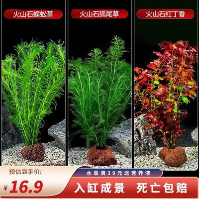 狗頭魚魚缸造景的重要組成部分是根據(jù)搜索結(jié)果整理的一些建議：關(guān)于狗頭魚魚缸造景的建議：底沙是魚缸造景的重要組成部分 魚缸百科 第1張