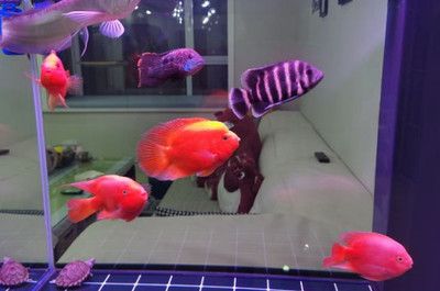 鸚鵡魚的混養(yǎng)技巧：剛買的鸚鵡魚可能會因為新環(huán)境感到陌生而躲在角落里 魚缸百科 第3張