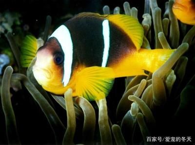 黑色觀賞魚的養(yǎng)殖秘籍黑瑪麗的養(yǎng)殖秘籍黑瑪麗的養(yǎng)殖秘籍：黑瑪麗的養(yǎng)殖秘籍黑瑪麗的養(yǎng)殖秘籍黑瑪麗的養(yǎng)殖秘籍 魚缸百科 第4張