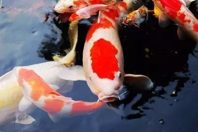 紅鯉魚在魚缸里亂竄怎么辦？：如何處理紅鯉魚在魚缸里亂竄 魚缸百科 第2張