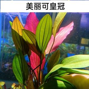 皇冠標(biāo)志魚(yú)缸的生活習(xí)性：云峰海瑞魚(yú)缸造景水草鐵皇冠鹿角鐵皇冠鹿角鐵皇冠鹿角鐵 魚(yú)缸百科 第1張