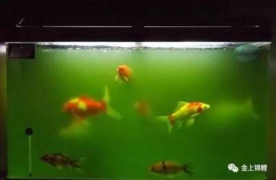 白酒對魚缸有何影響？：倒進魚缸里的魚是如何呼吸的，白酒對魚缸里的魚有何影響 魚缸百科 第2張