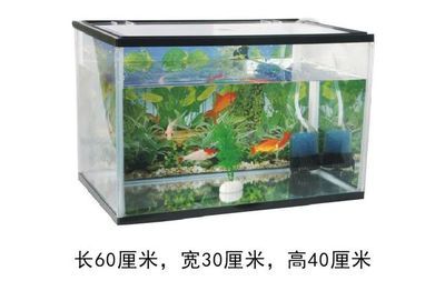 購買二手魚缸水族箱的注意事項(xiàng)：二手魚缸的養(yǎng)護(hù)技巧