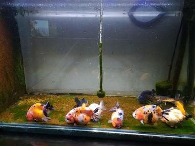 淡水魚飼養(yǎng)淡水魚的飼養(yǎng)淡水魚需要放多少鹽嗎：關于淡水魚放鹽的問題 魚缸百科 第2張