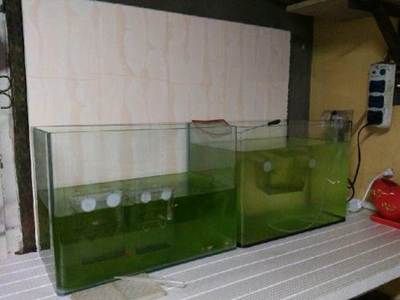 海水觀賞魚缸基本配置圖海水觀賞魚缸基本配置圖：建立一個海水觀賞魚缸的基本配置 魚缸百科 第3張