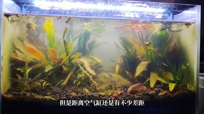 夏季魚(yú)缸養(yǎng)河蚌的注意事項(xiàng)和解決方法和解決方法：你魚(yú)缸里的河蚌還活著嗎? 魚(yú)缸百科 第1張