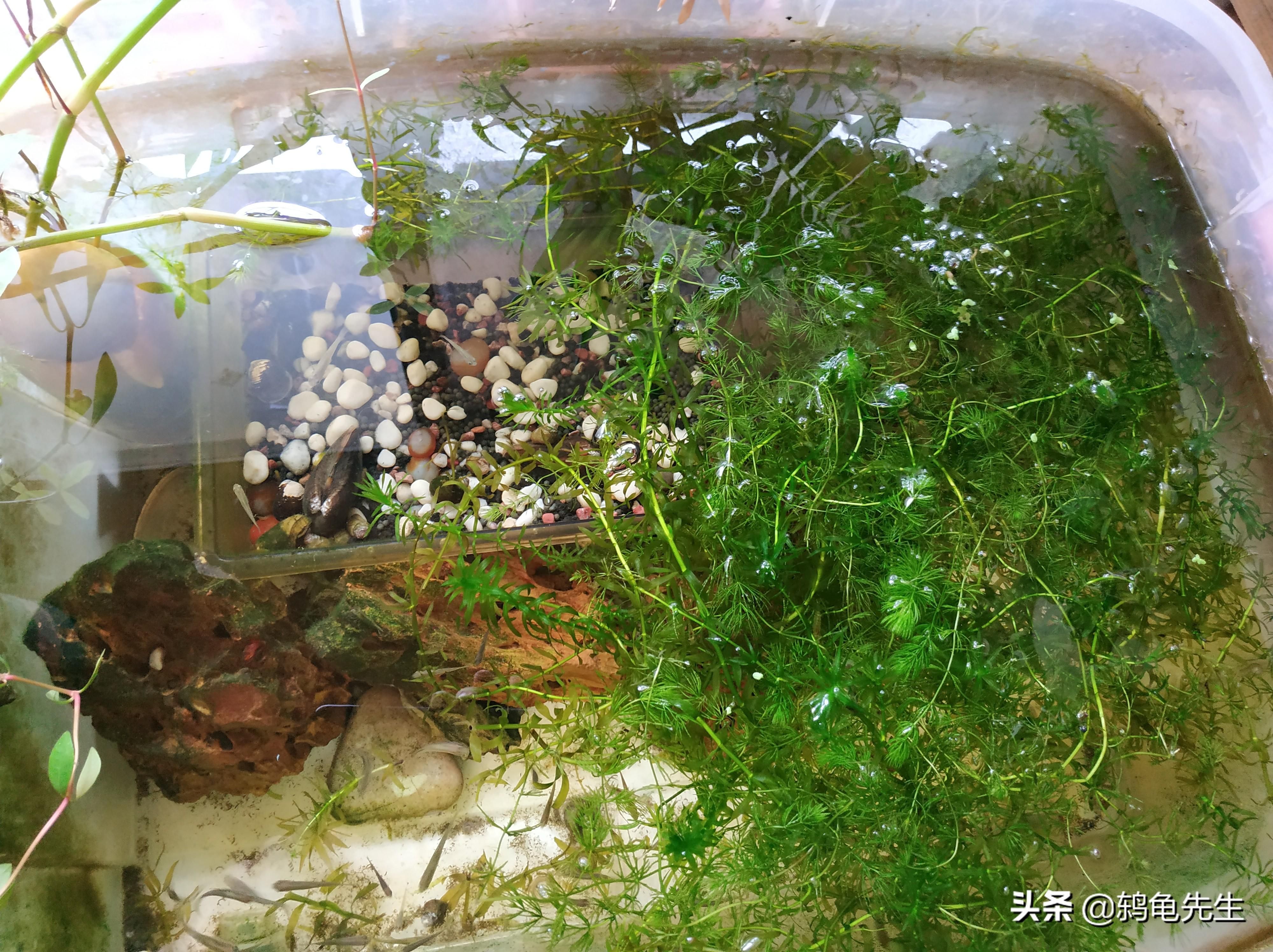 夏季魚(yú)缸養(yǎng)河蚌的注意事項(xiàng)和解決方法和解決方法：你魚(yú)缸里的河蚌還活著嗎? 魚(yú)缸百科 第2張