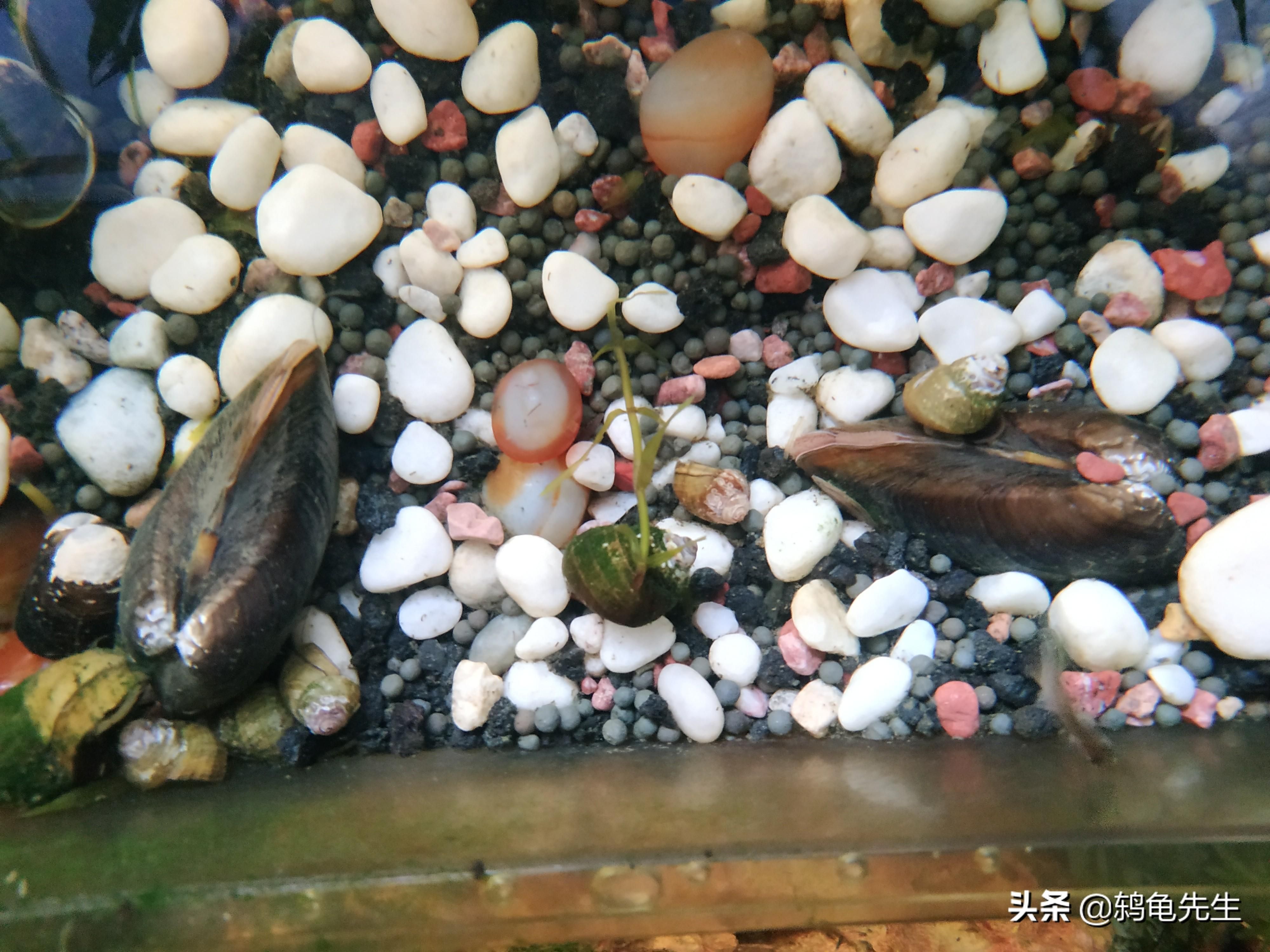 夏季魚(yú)缸養(yǎng)河蚌的注意事項(xiàng)和解決方法和解決方法：你魚(yú)缸里的河蚌還活著嗎? 魚(yú)缸百科 第3張