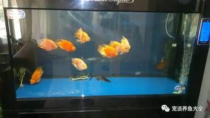 黑鯊水族魚缸是一種怎樣的存在？：鐵東區(qū)黑鯊水族專賣店