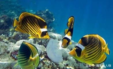 黑鯊水族魚缸是一種怎樣的存在？：鐵東區(qū)黑鯊水族專賣店 魚缸百科 第4張