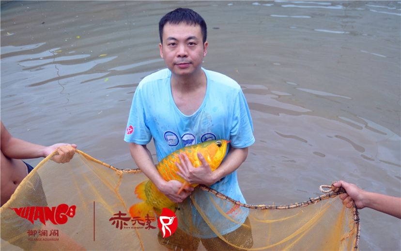 赤元素經(jīng)典紅龍幼魚調(diào)價通知：首先由于漁場對種魚群品質(zhì)的嚴(yán)格要求：2019年9月7日赤元素經(jīng)典紅龍幼魚調(diào)價通知 觀賞魚論壇 第1張