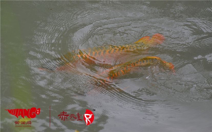 赤元素經(jīng)典紅龍幼魚調(diào)價通知：首先由于漁場對種魚群品質(zhì)的嚴(yán)格要求：2019年9月7日赤元素經(jīng)典紅龍幼魚調(diào)價通知 觀賞魚論壇 第3張