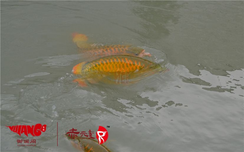 赤元素經(jīng)典紅龍幼魚調(diào)價通知：首先由于漁場對種魚群品質(zhì)的嚴(yán)格要求：2019年9月7日赤元素經(jīng)典紅龍幼魚調(diào)價通知 觀賞魚論壇 第2張