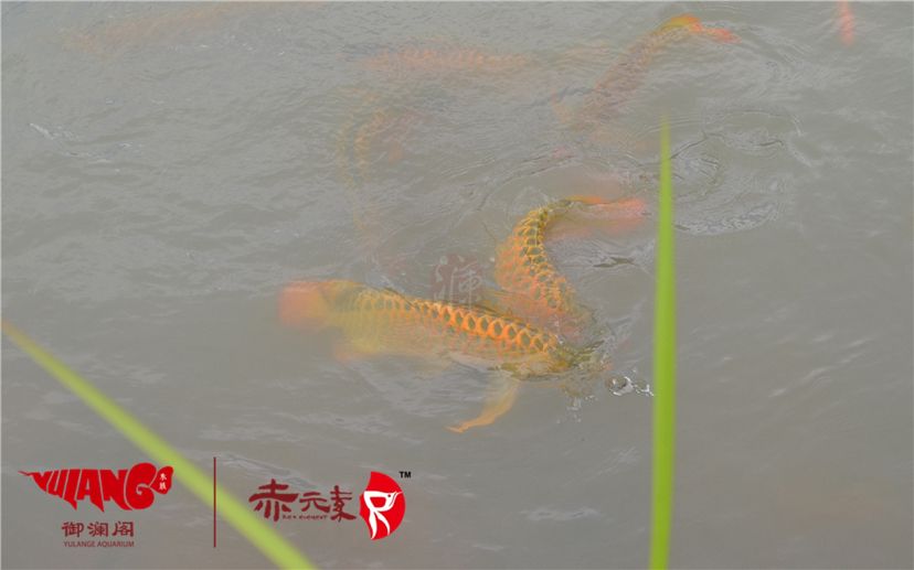 赤元素經(jīng)典紅龍幼魚調(diào)價通知：首先由于漁場對種魚群品質(zhì)的嚴(yán)格要求：2019年9月7日赤元素經(jīng)典紅龍幼魚調(diào)價通知 觀賞魚論壇 第6張