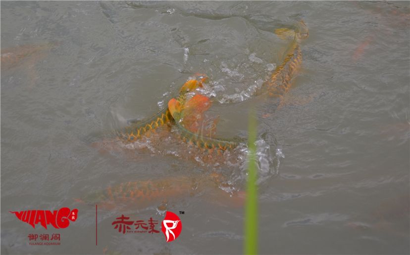 赤元素經(jīng)典紅龍幼魚調(diào)價通知：首先由于漁場對種魚群品質(zhì)的嚴(yán)格要求：2019年9月7日赤元素經(jīng)典紅龍幼魚調(diào)價通知 觀賞魚論壇 第5張