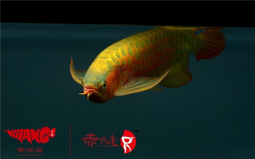 赤元素經(jīng)典紅龍幼魚調(diào)價通知：首先由于漁場對種魚群品質(zhì)的嚴(yán)格要求：2019年9月7日赤元素經(jīng)典紅龍幼魚調(diào)價通知 觀賞魚論壇 第7張