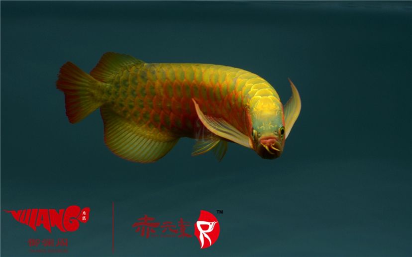 赤元素經(jīng)典紅龍幼魚調(diào)價通知：首先由于漁場對種魚群品質(zhì)的嚴(yán)格要求：2019年9月7日赤元素經(jīng)典紅龍幼魚調(diào)價通知 觀賞魚論壇 第8張