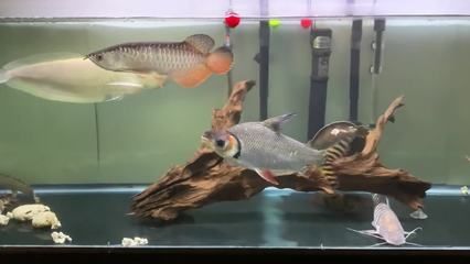 飛鳳魚的飲食習(xí)慣揭秘：飛鳳魚為什么吸食其他魚類？ 魚缸百科 第1張