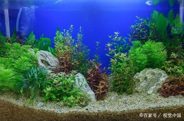 觀賞魚缸水草種類及養(yǎng)殖注意事項(xiàng)：觀賞魚缸中的水草種類 魚缸百科 第2張