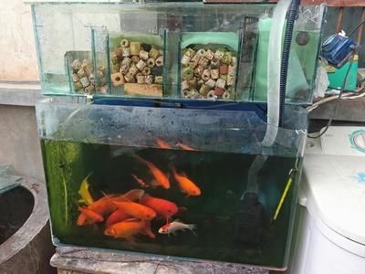 魚缸過濾系統(tǒng)的發(fā)展：改造魚缸過濾的方法 魚缸百科 第2張