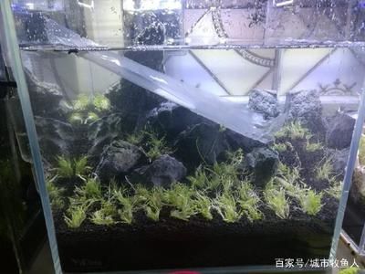 魚缸水位管理的重要性：缸內無管件魚缸加水的最佳位置應該是底部 魚缸百科 第3張