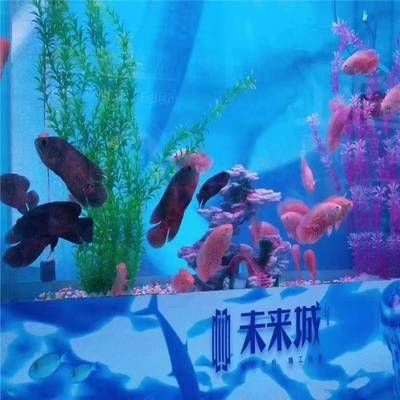 水族器材品牌有哪些？：國(guó)內(nèi)知名的魚缸品牌有哪些？ 魚缸百科 第3張