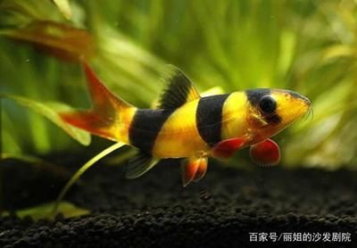 熱帶魚的色彩心理學(xué)你知道嗎，：熱帶魚的色彩心理學(xué)你知道嗎 魚缸百科 第4張