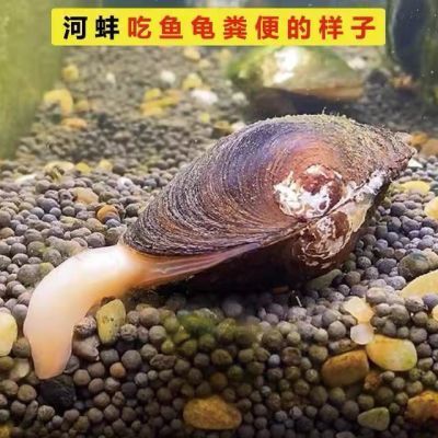 河蚌吃魚會導(dǎo)致魚的數(shù)量減少嗎？：河蚌不會吃魚，它們在魚缸中不會吃魚