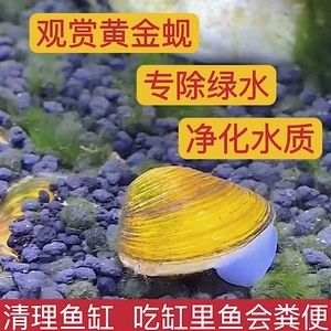 河蚌吃魚會導(dǎo)致魚的數(shù)量減少嗎？：河蚌不會吃魚，它們在魚缸中不會吃魚