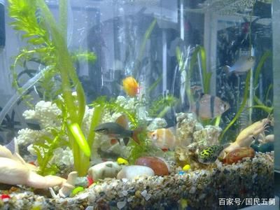 觀賞魚的換水頻率是固定不變的，需要根據(jù)多種因素來決定：觀賞魚換水頻率和方法