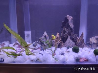 過濾的石頭可以放在魚缸養(yǎng)魚，主要取決于石頭的種類和魚缸的環(huán)境：過濾的石頭可以放在魚缸養(yǎng)魚嗎？ 魚缸百科 第2張