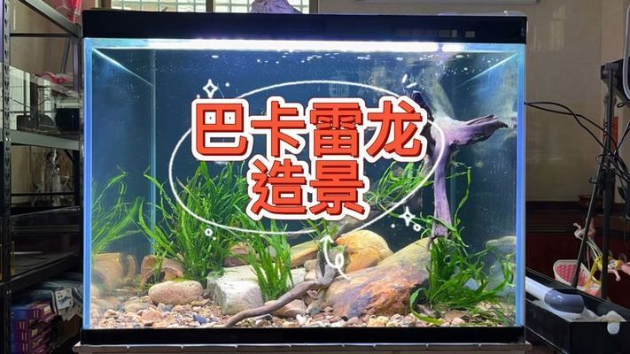 家庭養(yǎng)殖黑魚需要注意哪些問題？：家庭養(yǎng)殖黑魚不適合在家庭環(huán)境中養(yǎng)殖黑魚