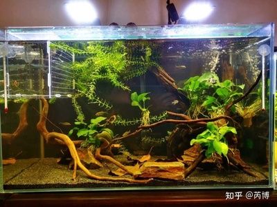 橄欖葉放魚缸黃水怎么辦：橄欖葉放魚缸會導致黃水嗎？ 魚缸百科