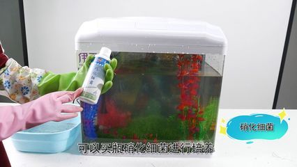 反硝化細菌在魚缸中的作用有哪些？：反硝化細菌在魚缸中的作用 魚缸百科 第4張