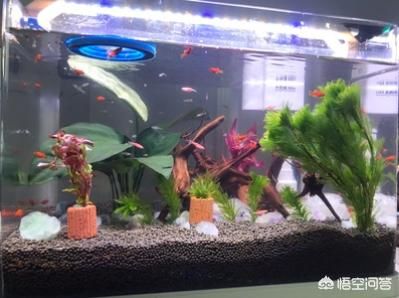 觀景魚缸需要一直供氧嗎？：水族箱生態(tài)平衡的秘密水族箱生態(tài)平衡的秘密水族箱生態(tài)平衡 魚缸百科 第3張