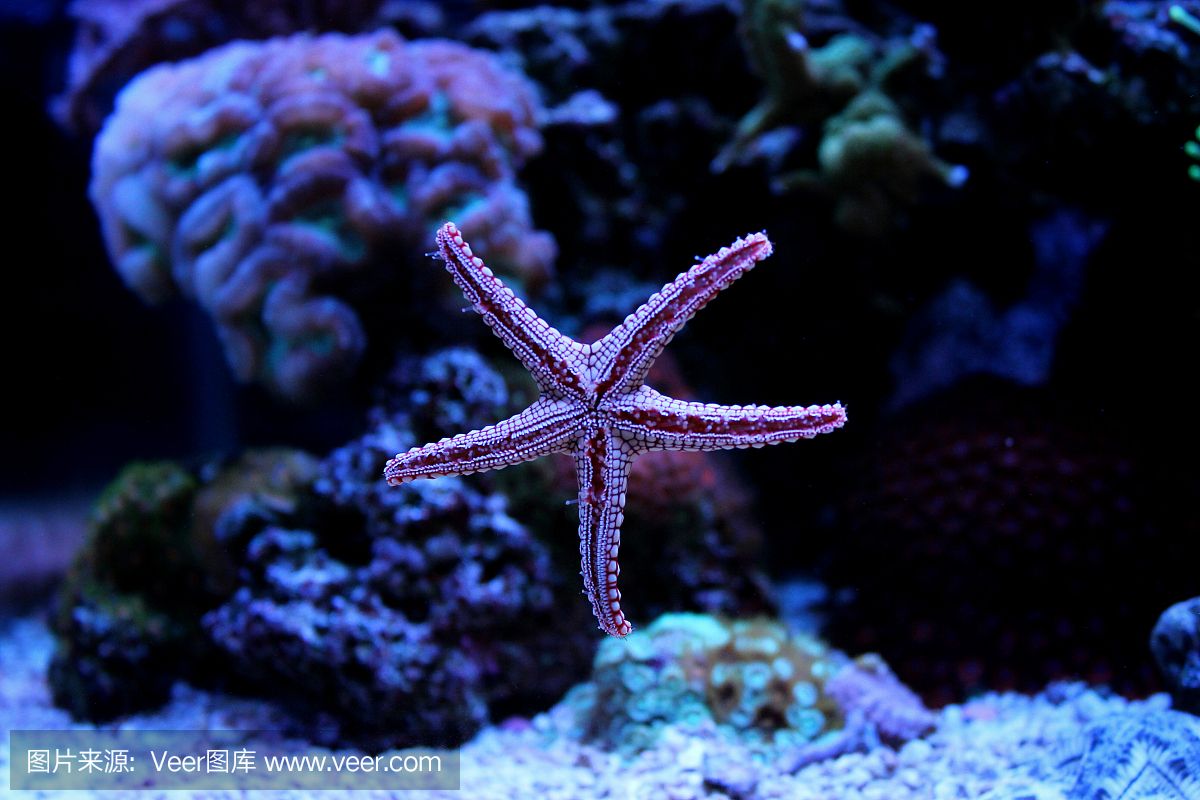 紅海魚缸養(yǎng)水草需要綜合考慮水質(zhì)、光照、二氧化碳添加、肥料：紅海魚缸養(yǎng)殖技巧 魚缸百科 第1張