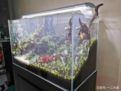 魚缸水發(fā)白的原因及解決方法：換水后魚缸水發(fā)白是養(yǎng)魚愛好者必須掌握的科學(xué)方法 魚缸百科 第3張