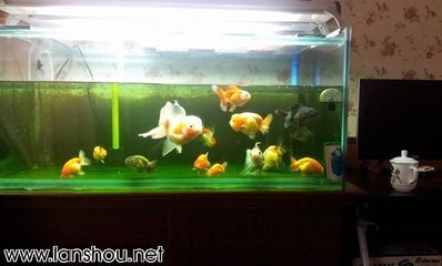 黑魚在魚缸中能長(zhǎng)多大？：黑魚在魚缸中的作用 魚缸百科 第1張