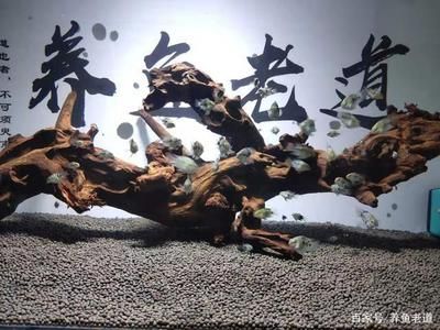 魚缸水質(zhì)調(diào)整消毒方法：剛買來的魚缸消毒后的水質(zhì)調(diào)整消毒方法和注意事項(xiàng) 魚缸百科 第1張