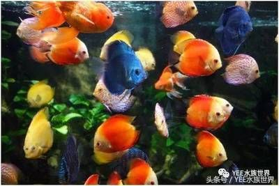 廣州輝煌水族魚缸怎么樣？：廣州輝煌水族魚缸養(yǎng)護(hù)秘籍了解如何正確養(yǎng)護(hù)魚缸