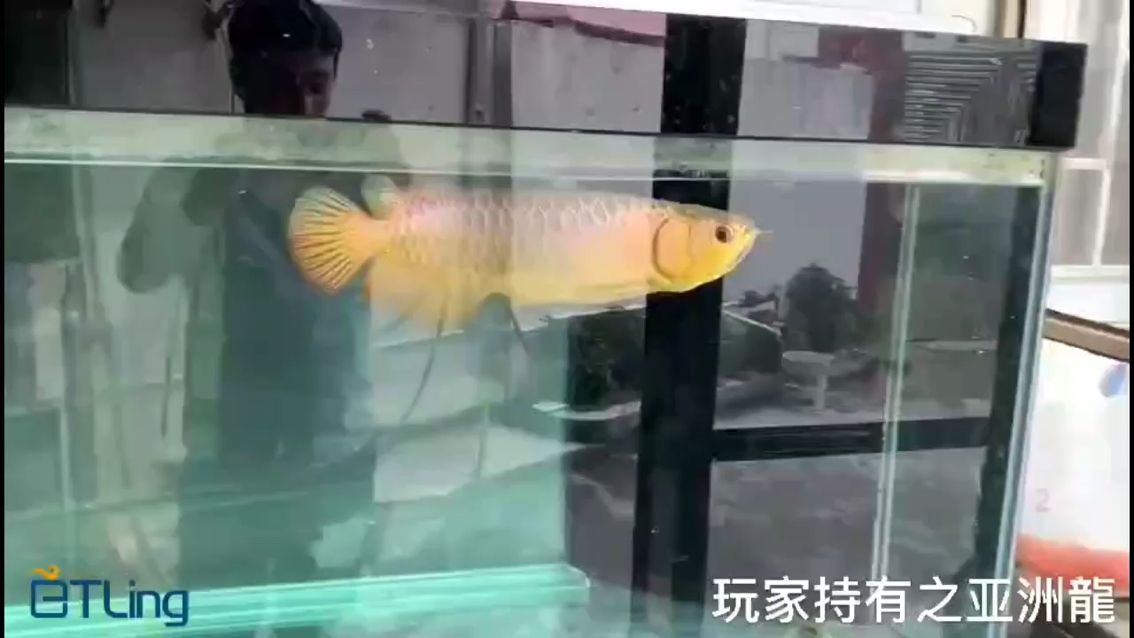 魚(yú)友飼養(yǎng)的亞洲龍古典過(guò)背，一直露天自然光飼養(yǎng)，淡定從容?。悍窒硪晃霍~(yú)友飼養(yǎng)的亞洲龍古典過(guò)背，一直露天自然光飼養(yǎng) 觀賞魚(yú)論壇 第1張