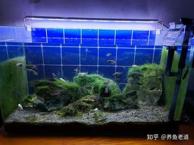 魚缸燈光照射魚缸里長綠藻的原因魚缸長綠藻的原因：關于魚缸長綠藻的問題 魚缸百科 第3張